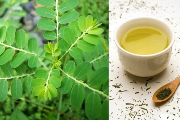 thành phần của cây chó đẻ răng cưa tốt cho gan thành phần của cây chó đẻ răng cưa tốt cho gan