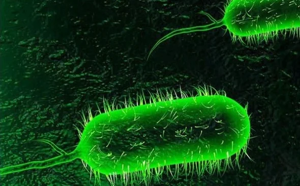 Vi khuẩn V.cholerae gây bệnh tả